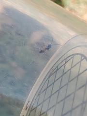 Diplazon laetatorius