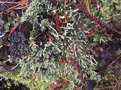 Cladonia