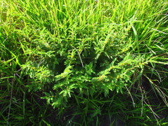 Chamaecrista nictitans pilosa