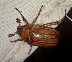 Rhizotrogus aestivus