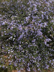 Ceanothus foliosus