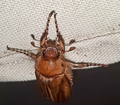 Rhizotrogus aestivus