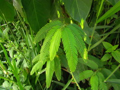 Chamaecrista nictitans pilosa