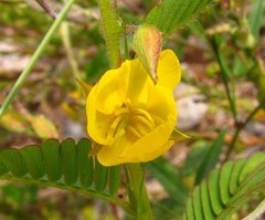 Chamaecrista nictitans pilosa