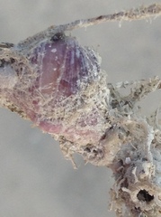 Antillogorgia bipinnata