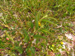 Chamaecrista nictitans pilosa