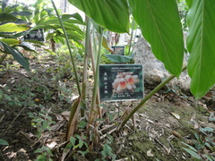 Alpinia mesanthera