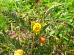 Chamaecrista nictitans pilosa