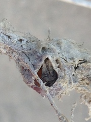 Antillogorgia bipinnata