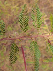 Chamaecrista nictitans pilosa