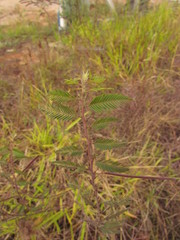 Chamaecrista nictitans pilosa