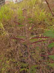 Chamaecrista nictitans pilosa