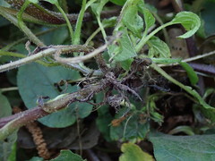 Symphytum grandiflorum
