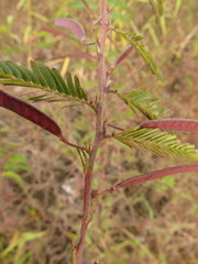 Chamaecrista nictitans pilosa