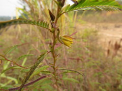 Chamaecrista nictitans pilosa