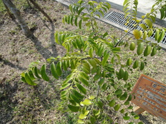 Diospyros kotoensis