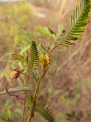 Chamaecrista nictitans pilosa