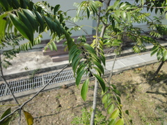 Diospyros kotoensis