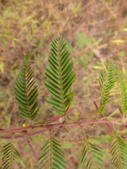 Chamaecrista nictitans pilosa