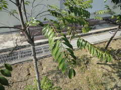 Diospyros kotoensis