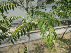 Diospyros kotoensis