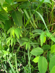 Chamaecrista nictitans pilosa