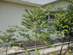 Diospyros kotoensis