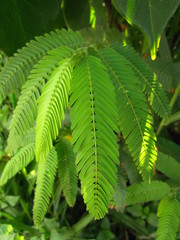 Chamaecrista nictitans pilosa