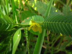 Chamaecrista nictitans pilosa