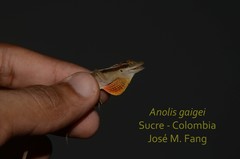 Anolis gaigei