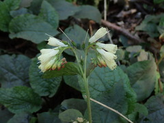 Symphytum grandiflorum