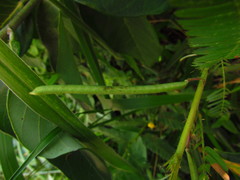 Chamaecrista nictitans pilosa