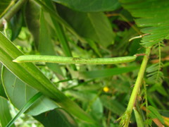 Chamaecrista nictitans pilosa