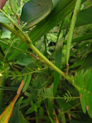 Chamaecrista nictitans pilosa