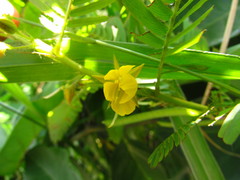 Chamaecrista nictitans pilosa