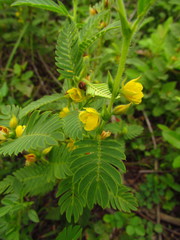 Chamaecrista nictitans ramosa