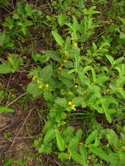 Chamaecrista nictitans ramosa