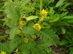 Chamaecrista nictitans ramosa