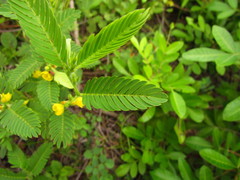 Chamaecrista nictitans ramosa
