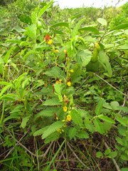 Chamaecrista nictitans ramosa