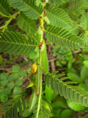 Chamaecrista nictitans ramosa