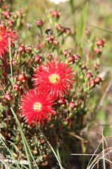 Lampranthus aurantiacus