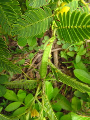 Chamaecrista nictitans ramosa