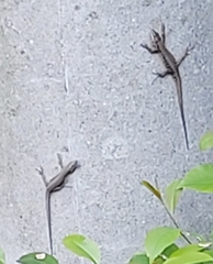 Podarcis muralis