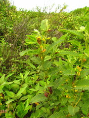 Chamaecrista nictitans ramosa
