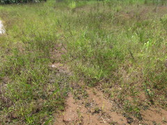 Chamaecrista nictitans ramosa
