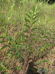 Chamaecrista nictitans ramosa