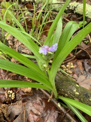 Tradescantia ernestiana