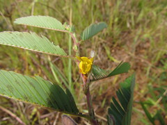 Chamaecrista nictitans ramosa