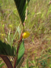 Chamaecrista nictitans ramosa